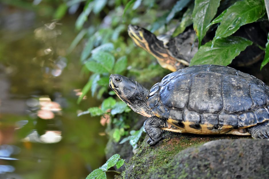 Schildkröten-Alter: Warum werden sie so lange leben?