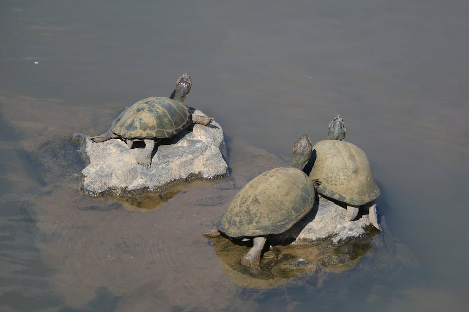  Schildkröten Altersverlängerung