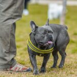 "älteste Französische Bulldogge der Welt Alter"