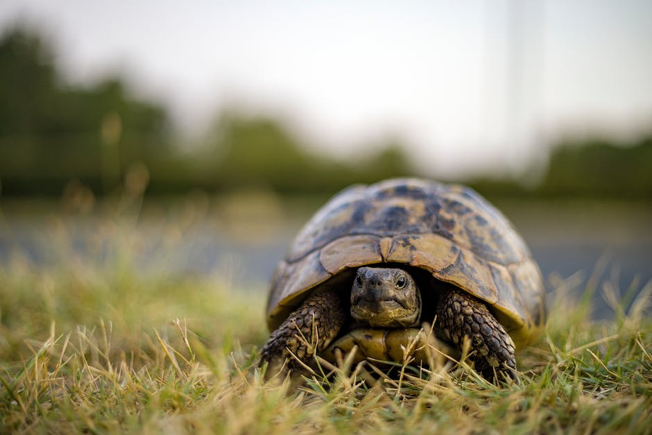  Älteste Schildkröte - Wie alt wurde sie?